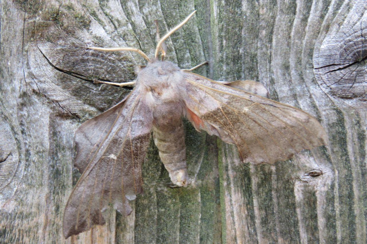 Poplar Hawk Moth 